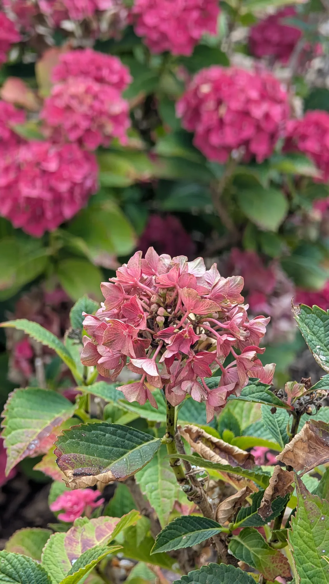 AgentDoppelkinn: Blühende Blumen kann jeder
