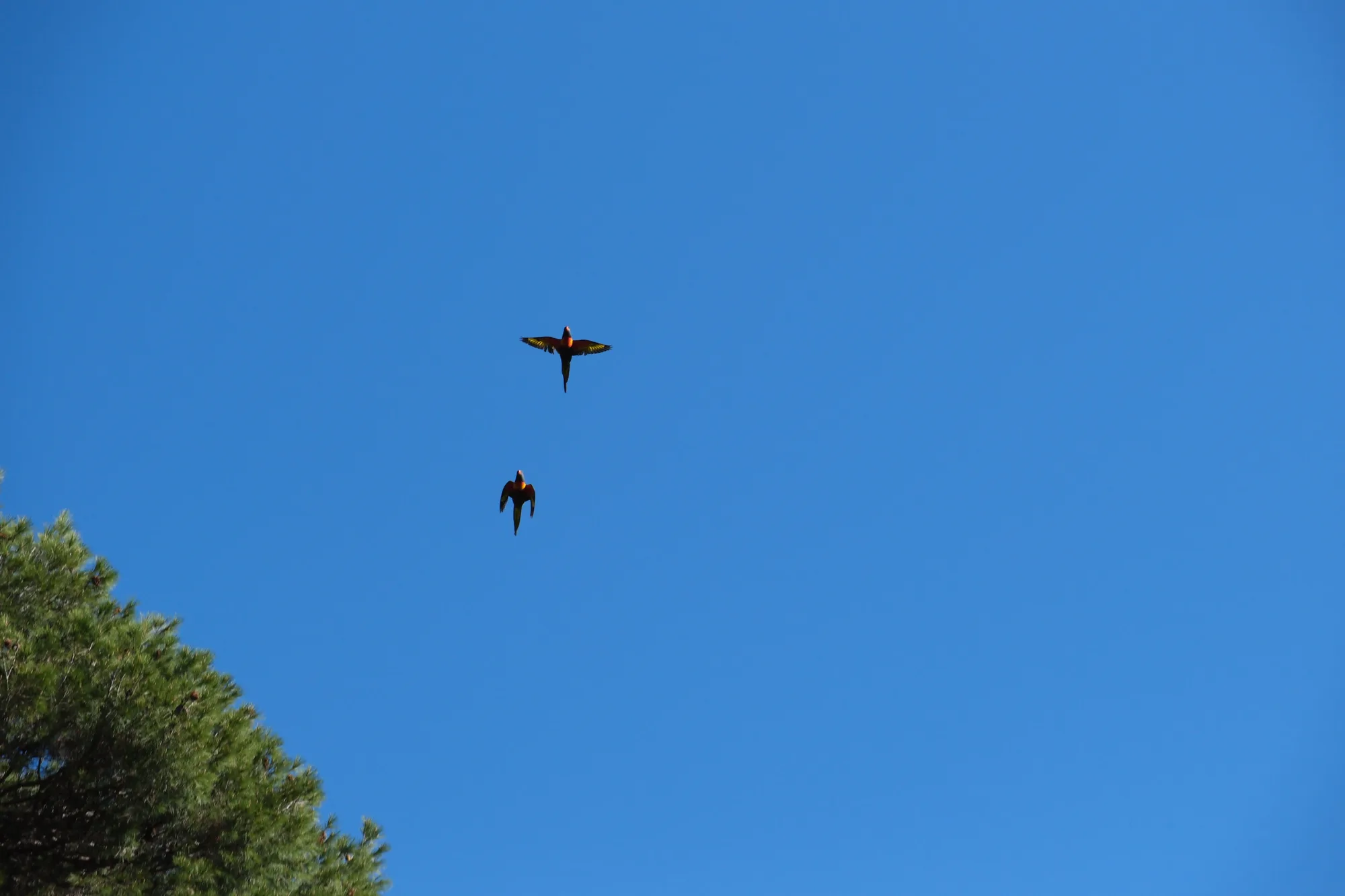 Bernd: OpenFly