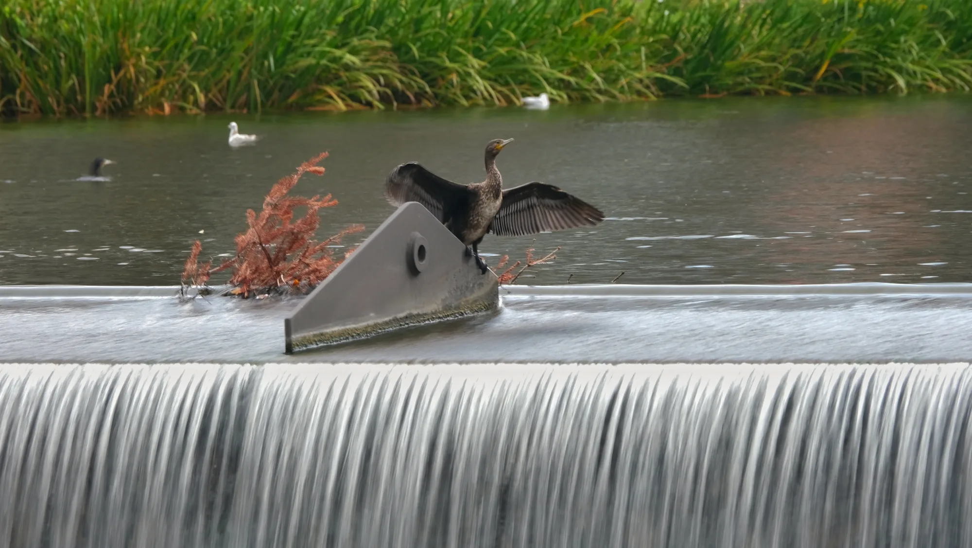 Reudiger: Selber Vogel