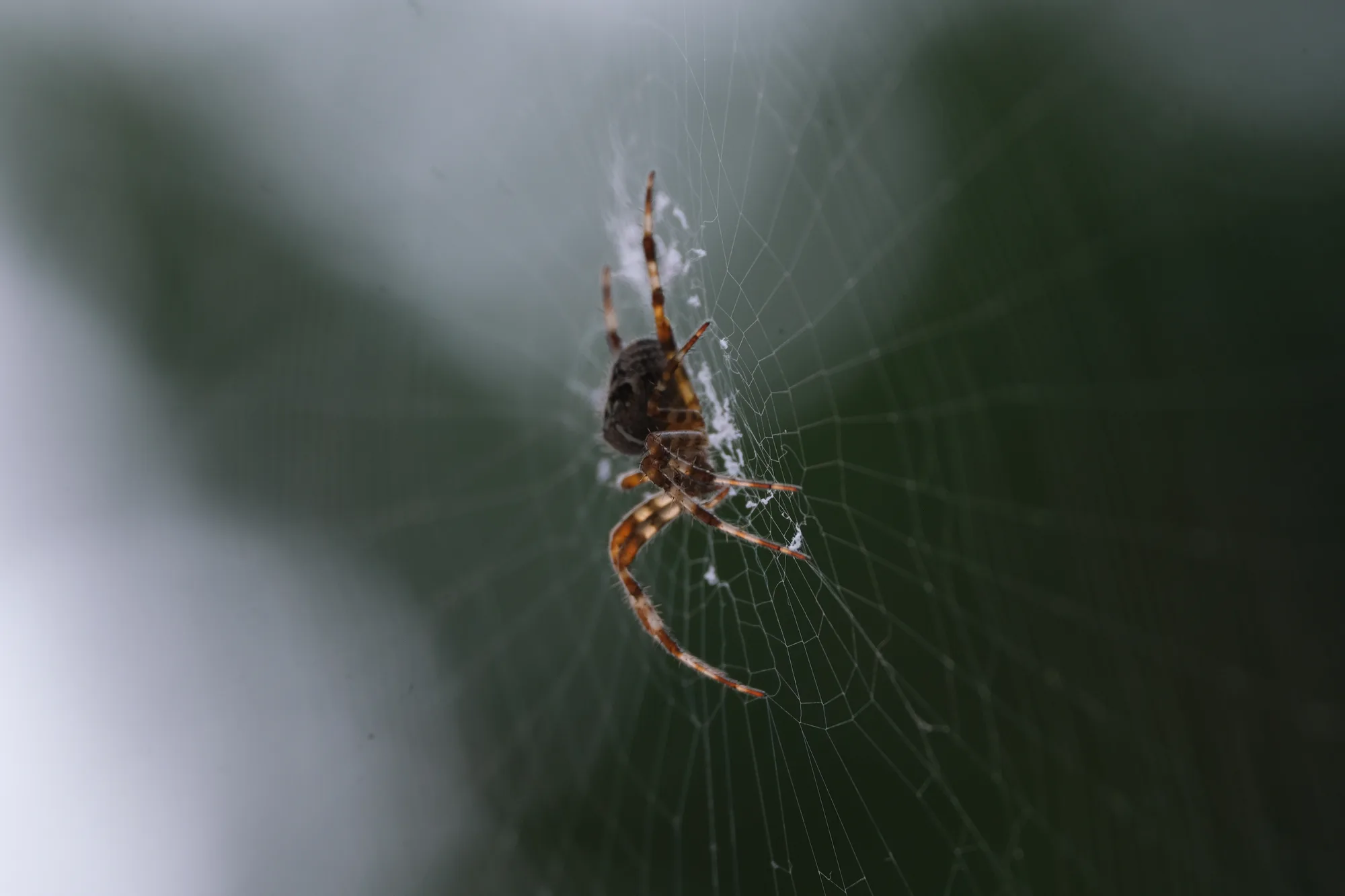 Reudiger: Spiderman hat sich vor meinem Fenster häuslich eingerichtet