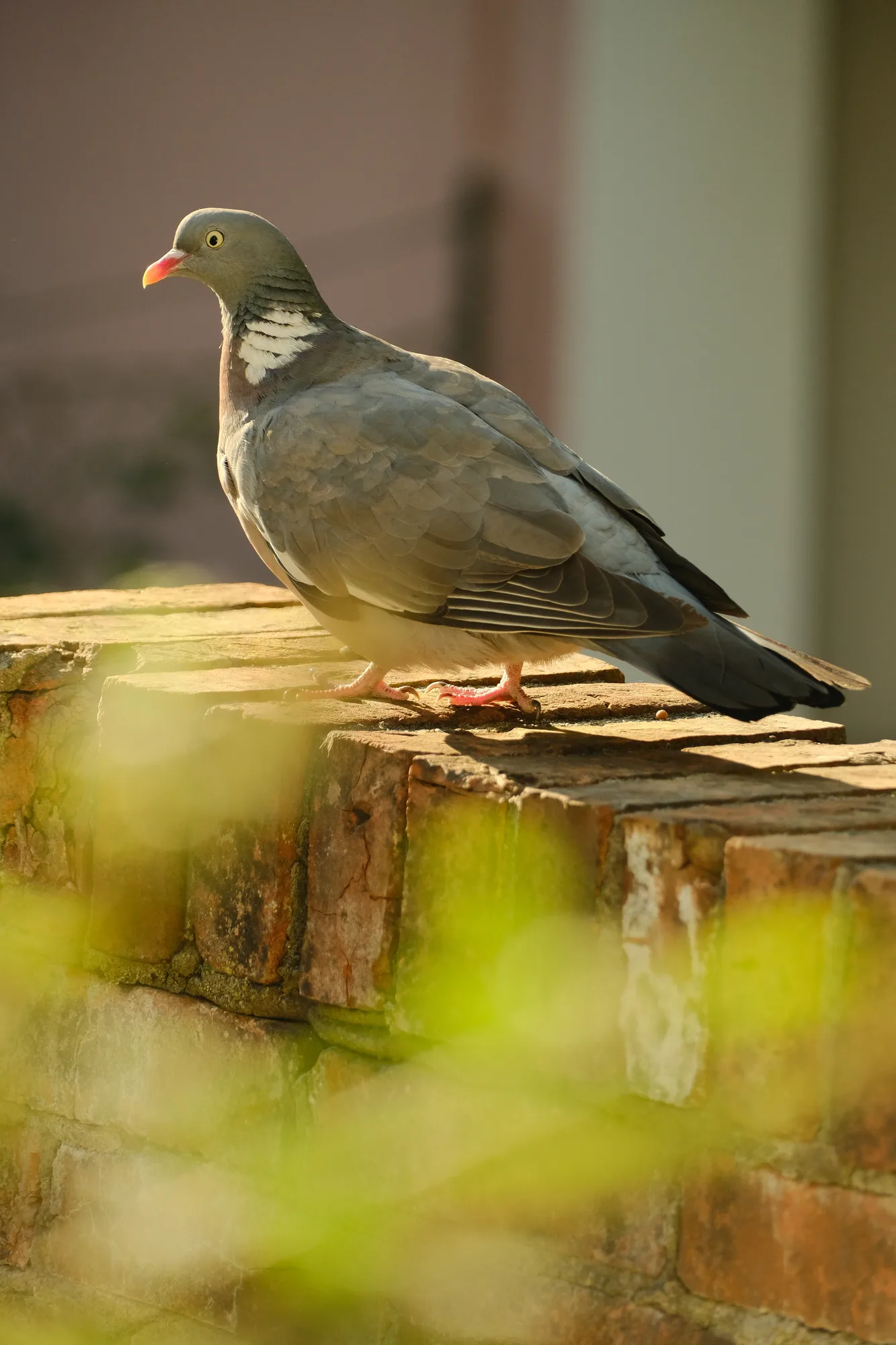 Reudiger: Lange schon kein heimisches Geflügel mehr fotografiert...