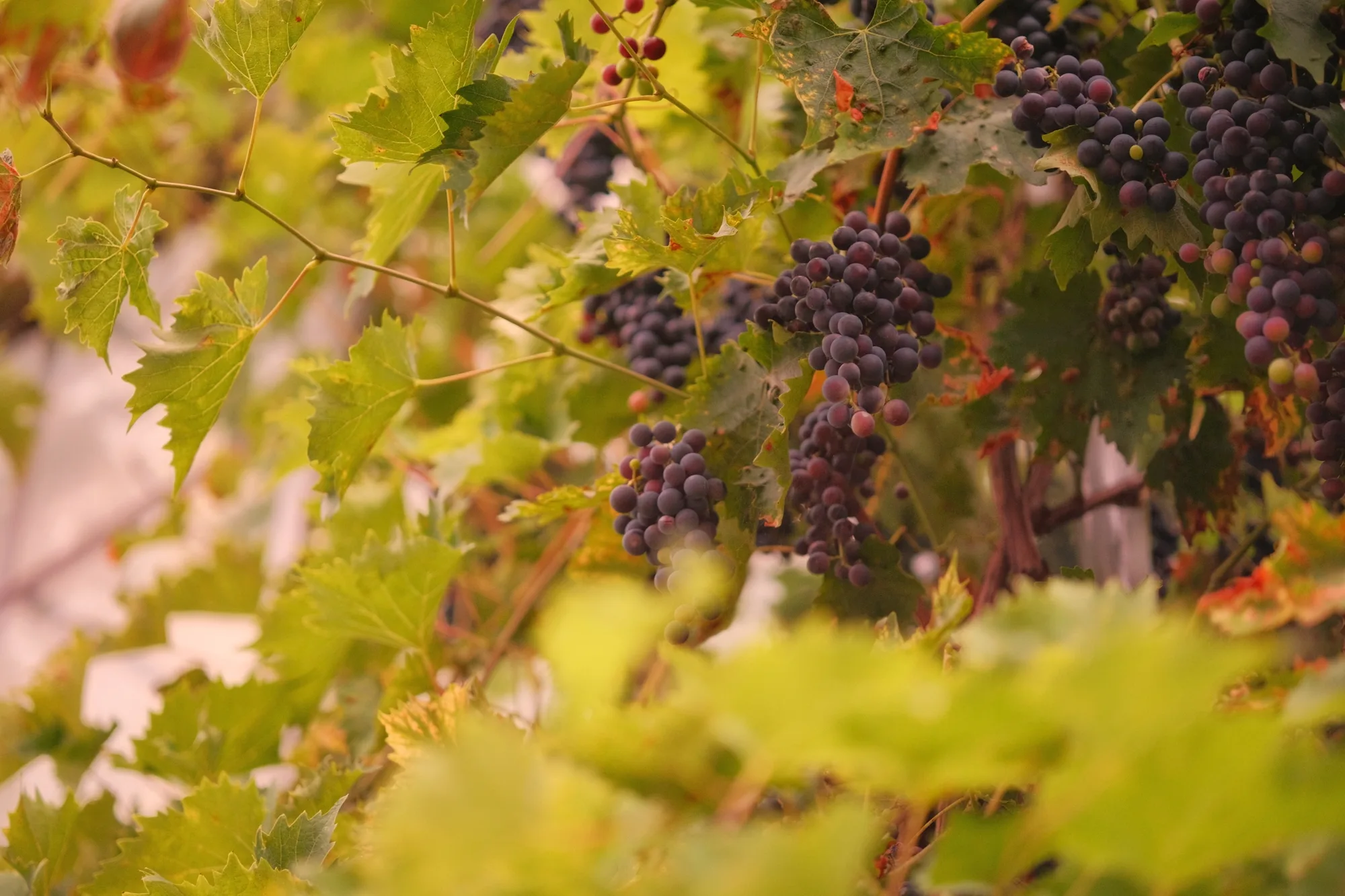 Reudiger: Wein in seiner unschönsten Form