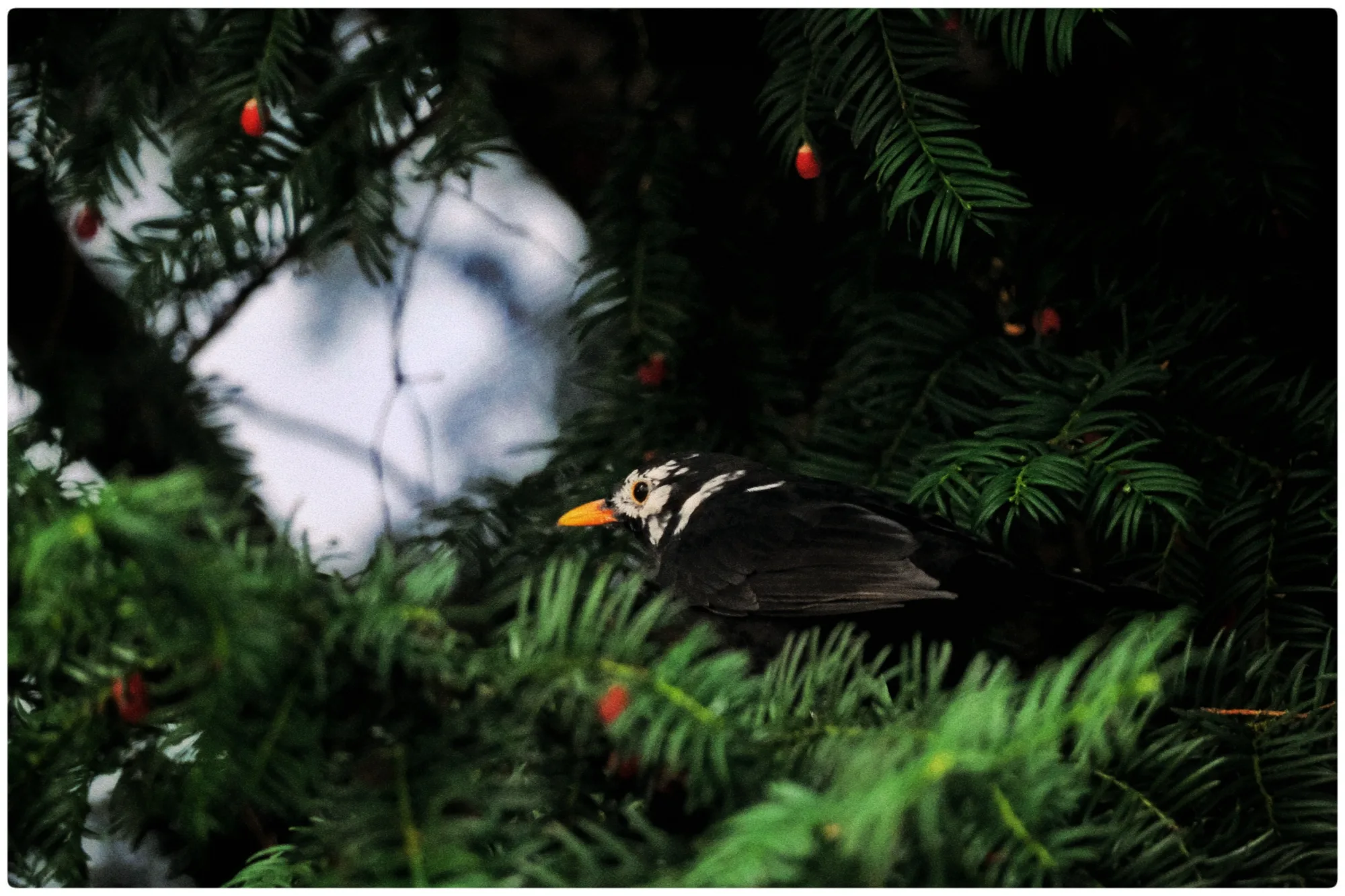 Reudiger: Amsel mit Leuzismus — "Es ist eine harmlose Defekt-Mutation, die dazu führt, dass das Fell und die Federn weiß und die darunterliegende Haut rosa ist" (Landesbund für Vogelschutz)