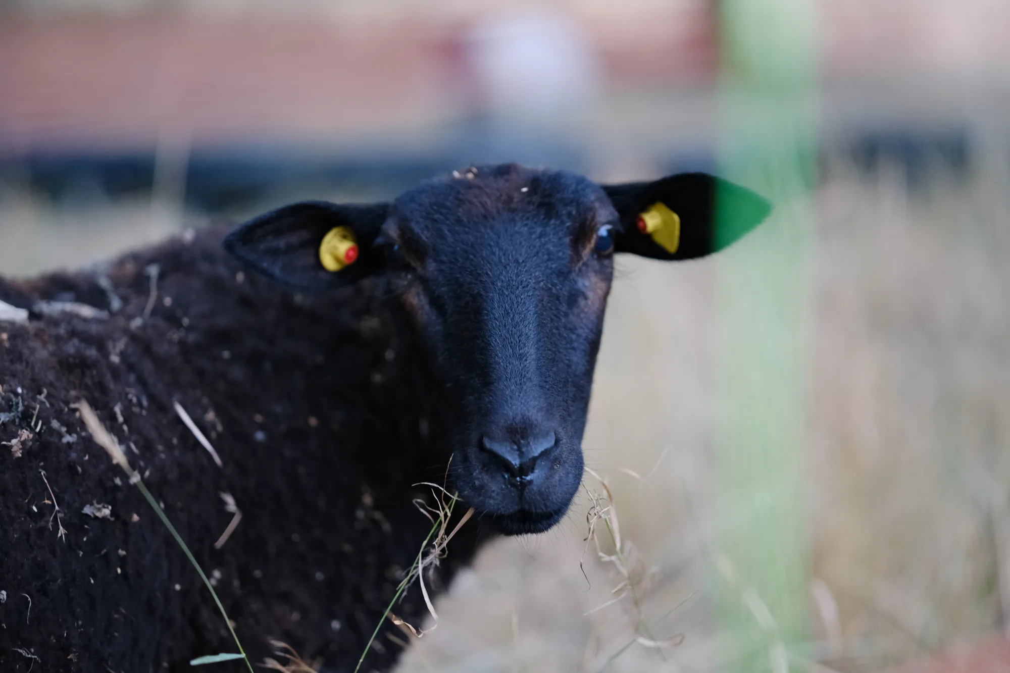 Reudiger: Gibt's Blackfacing auch bei Schafen? 🐑